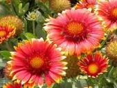 Free Flower Seeds from Kudzu