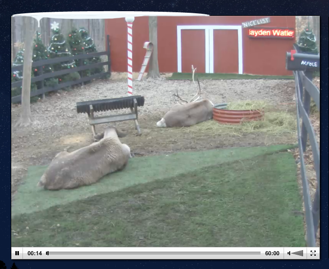 Free Live Reindeer Cam