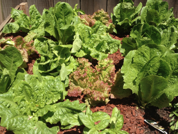 lettuce