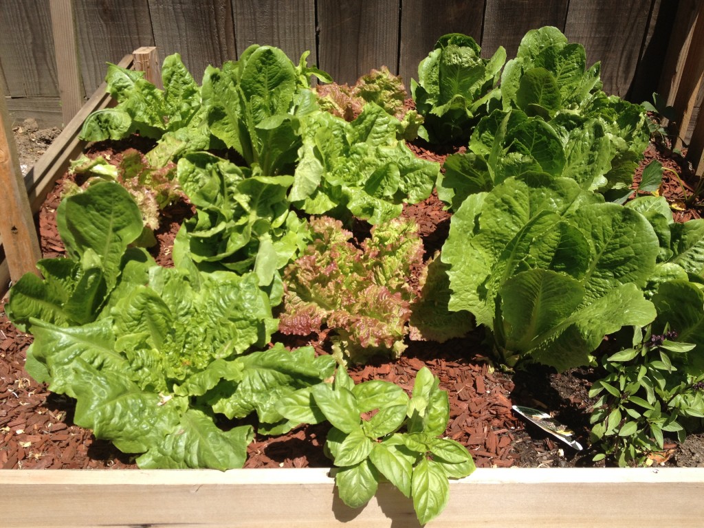 Planting Now for Spring Garden