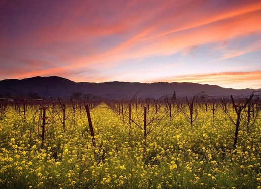 Budget Friendly Napa Valley