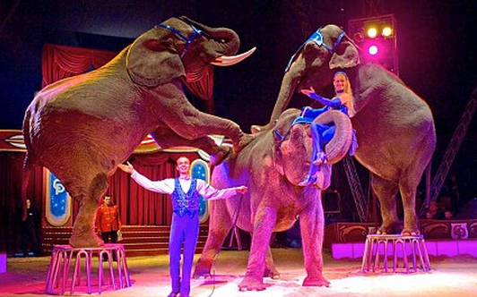 Free Circus Ticket for Your Baby