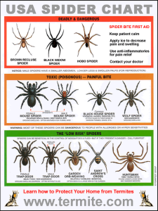 spider-chart