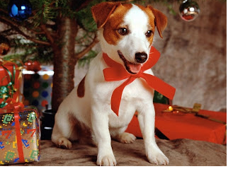Free Pet Christmas Stocking at Petsmart (11/28 Only)