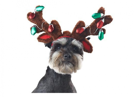 Free Dog & Cat Antlers at Petco (11/29)