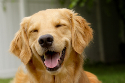 animals-cute-dog-Favim.com-458661_large
