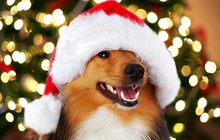 Christmas Dog