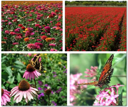 Free Wildflower Reference Guide & Seed Catalog