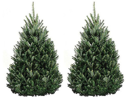 $59.99 (Reg $140) Fresh-Cut Fraser Fir Christmas Tree (Pre-Order) + Free Shipping