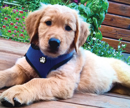 furhaven pet harness