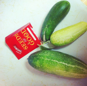 FREE Organic Zucchini Seeds (1st 10,000 Only)