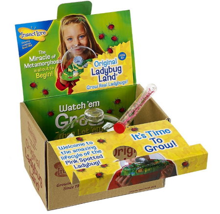 Insect Lore_Ladybug Kit