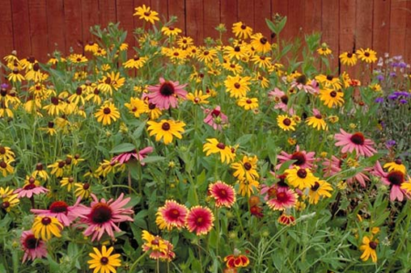 *HOT* FREE Wildflower Seed Paper