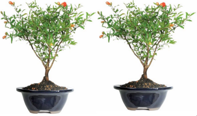 $24 (Reg $31) Pomegranate Bonsai Tree + FREE Store Pickup
