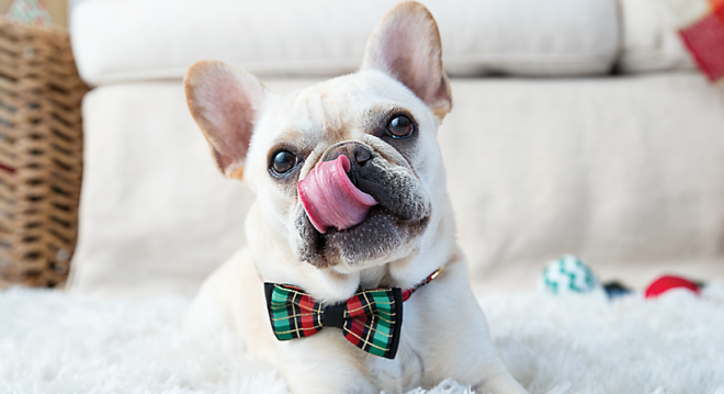 petsmart-holiday