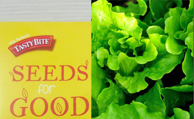 lettuce seeds
