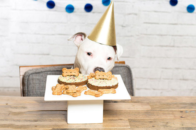 FREE Pet Birthday Gift + Exclusive Pet Coupons, Tips, & More - HURRY!