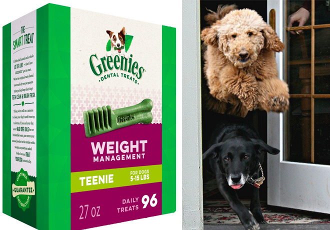 $10.71 (Reg $39) Greenies Dental Dog Treats + FREE Shipping