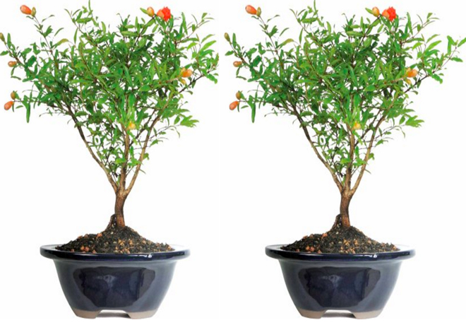 pomegranate-bansai