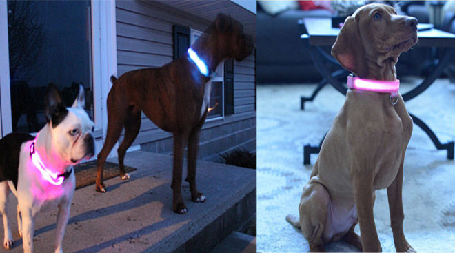FREE LED Dog Collar (Just Pay Shipping!)