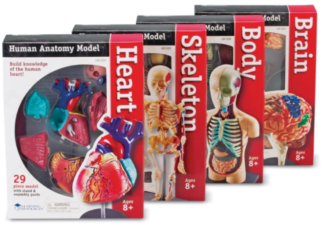 $29.18 Learning Resources Anatomy Models Bundle Set + FREE Shipping (Best Price!)