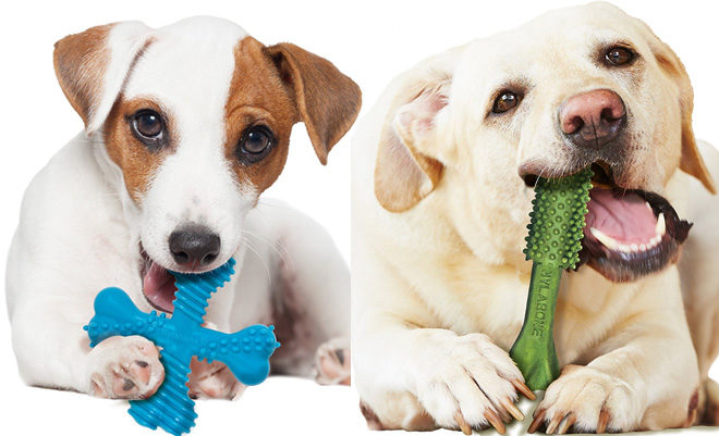 Up to 61% Off Nylabone Dog Toys & Treats (Today Only)