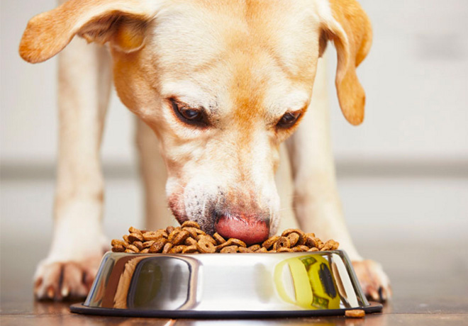 *HOT* FREE Dog or Cat Food at Petsmart (Select Email Subscribers)