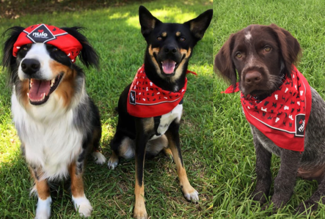 FREE Dog Bandana + FREE Shipping