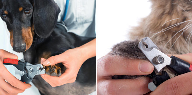 *HOT* $3.95 (Reg $20) OxGord Pet Nail Clippers + FREE Pickup