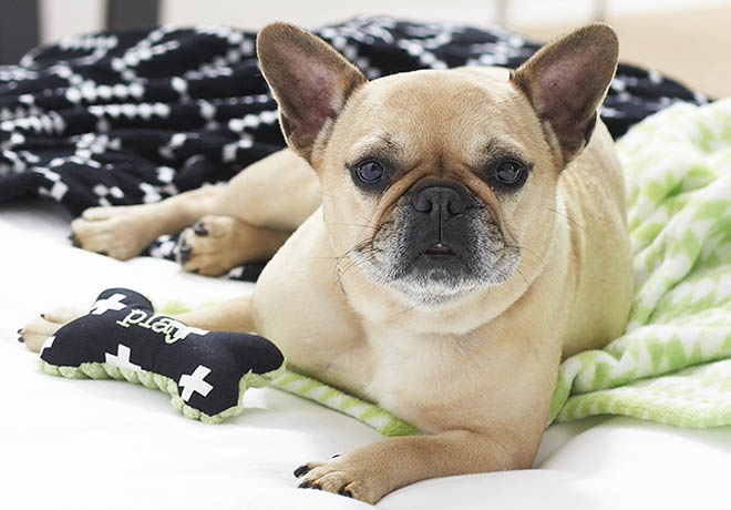 $2.78 Stuffed Bone Toy for Dogs