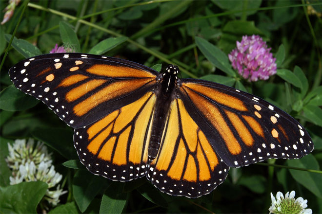 FREE Butterfly Garden Starter Kit