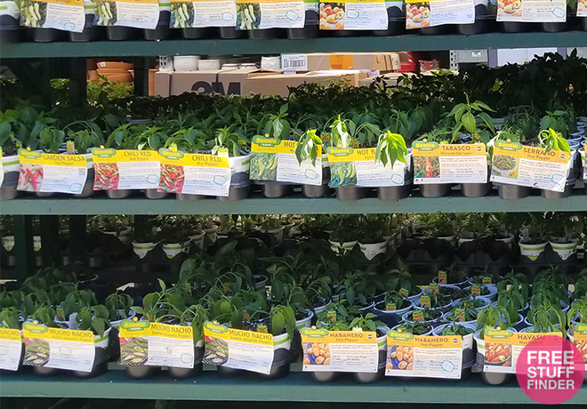 Bonnie Vegetable & Herb Plants Just $1.89 at Home Depot (Today & In-Store Only!)