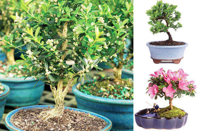Amazon: Up to 40% Off Live Bonsai Trees