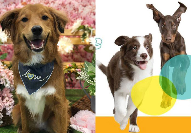 FREE Spring Fling Playdate Event at PetSmart (Today Only, 9AM-5PM!)