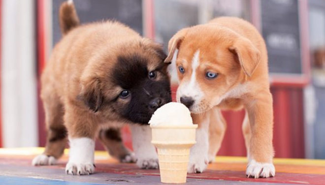 FREE Doggie Ice Cream & Keepsake Photo at PetSmart (TODAY Only, 9AM - 5PM!)