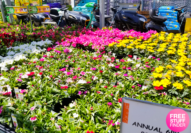 *HOT* Home Depot: 12-Pack Annuals JUST $5 (In Stores - Today Only!)