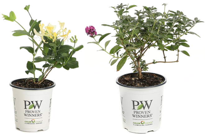 Proven Winners Outdoor Flowering Shrubs Only $13.49 on Amazon (Great Gift Idea!)