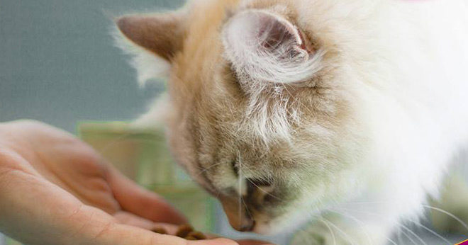 Whiskas Tender Bites Cat Food 24-Pack for Just $4.27 + FREE Shipping (18¢ Per Pouch!)