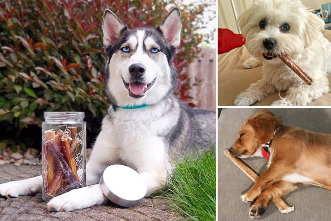 Amazon: Premium Dog Bully Sticks 24-Pack Just $24.79 (Reg $50) - That's $1.03 per Stick!