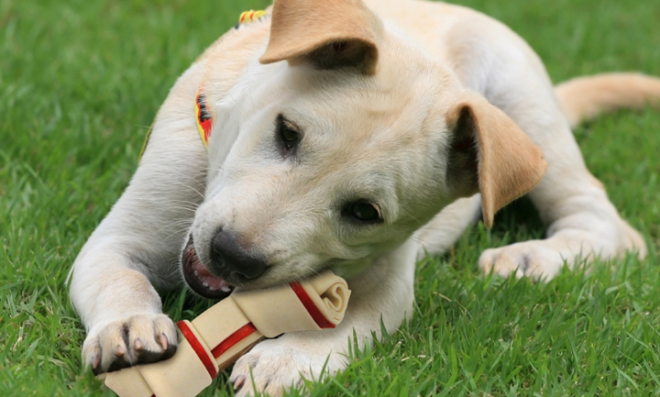 Amazon: Up to 63% Off Dog Treats from Good n Fun, Dingo & SmartBone (Today Only)