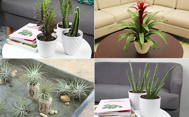 *HOT* 25% Off House Plants from Costa Farms (Starting at Only $12.74 - Reg $17)