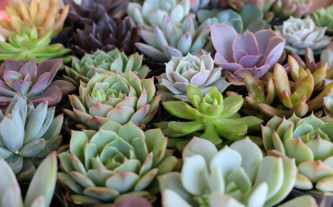 Zulily: 12-Count Succulent Sets Just $19.99 (Regularly $37) - ONLY $1.67 Each!