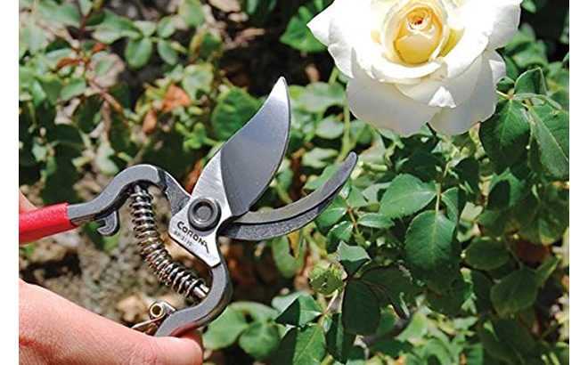 Corona ClassicCUT Pruners Just $15.89 on Amazon + FREE Shipping (Great Reviews!)
