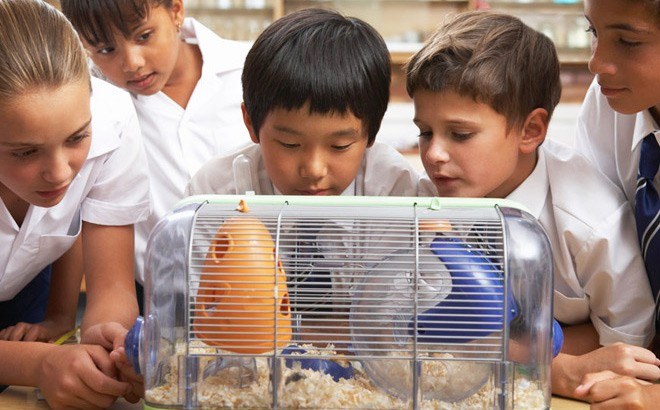 FREE Classroom Pets for Teachers!